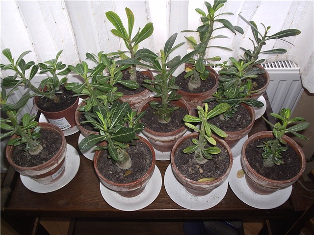 adenium